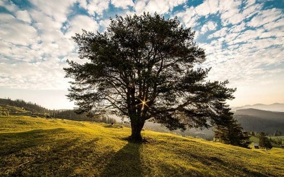 Ein Baum prägt das Bild seiner Umgebung