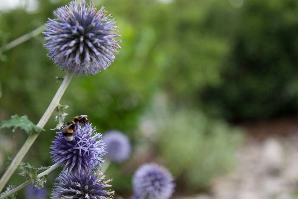 Disteln erfreuen Insekten: Garten Bepflanzung Würzburg