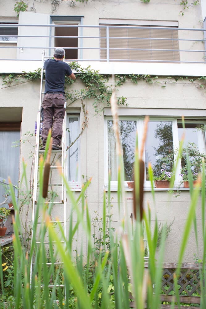 Gartenpflege: Kletterpflanzen an Fassade