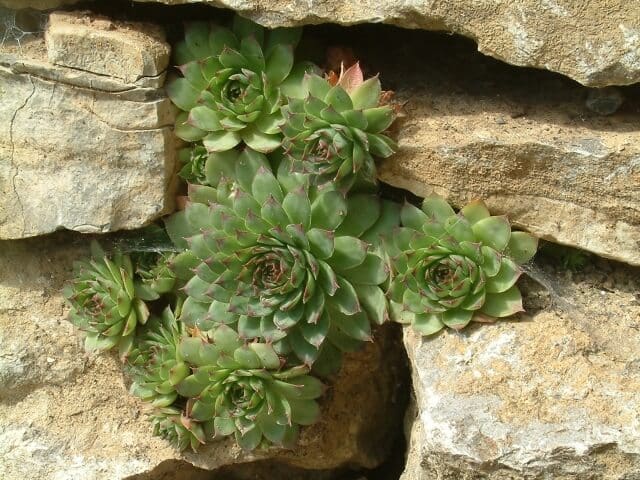 Natursteinmauer mit Hauswurz Begrünung