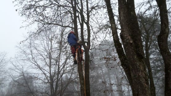 Baumpflege: Seilklettertechnik